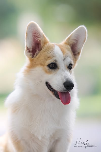 Váňuška